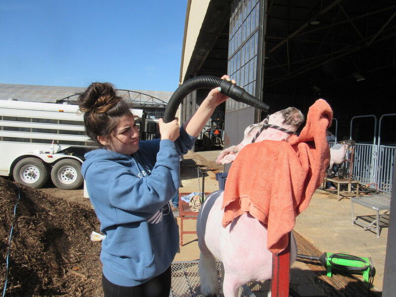 Muskogee County Livestock Show preps youth for regional show